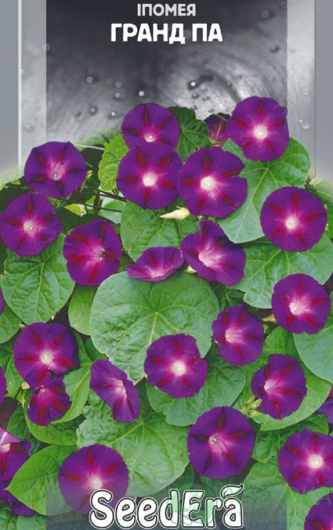 картинка Семена Ипомея Фиолетовая Гранд Па 0.5 г, Seedera 