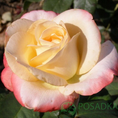 картинка Роза чайно-гибридная Белла Перла 