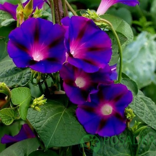 картинка Семена Ипомея Фиолетовая Гранд Па 0.5 г, Seedera 