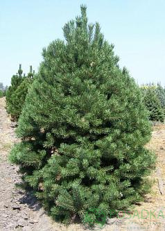 картинка Сосна скрученая Конторта / Pinus contorta 