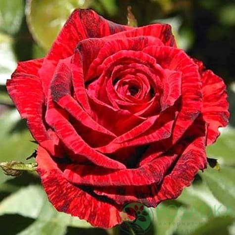 картинка Роза чайно-гибридная Ред Интуишн 