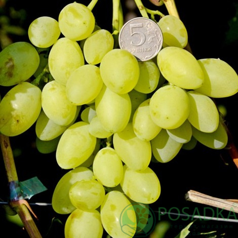 картинка Виноград вегетирующий Вернисаж 