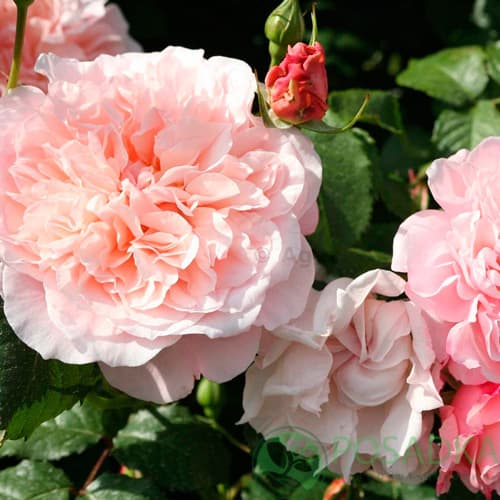 картинка Роза кустовая Роз де Толбиак 