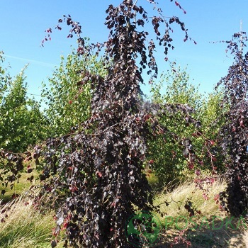 картинка Бук лесной 'Пурпуреа Триколор' (200 - 300 см) 