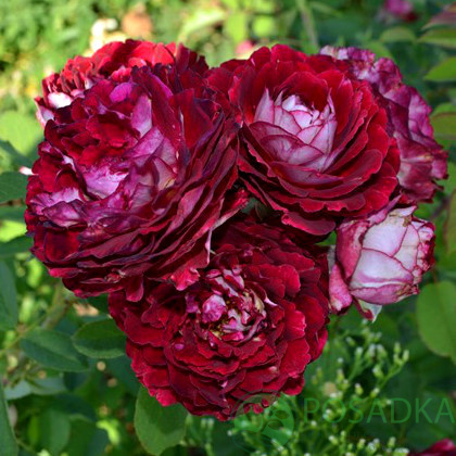картинка Роза кустовая Бель де Сегоза 