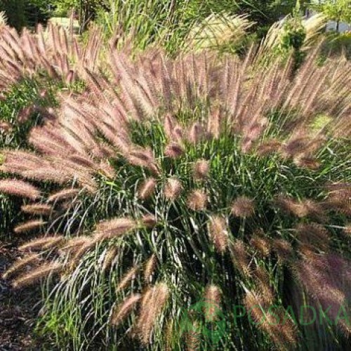 Херсонесос қирандыларындағы порно