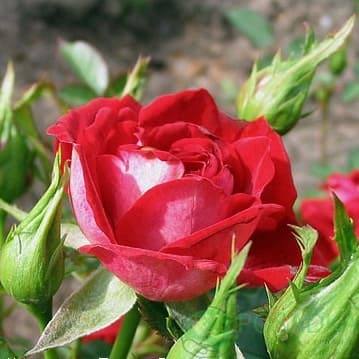 картинка Роза бордюрная Мейди 