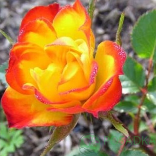 картинка Роза бордюрная Колибри 