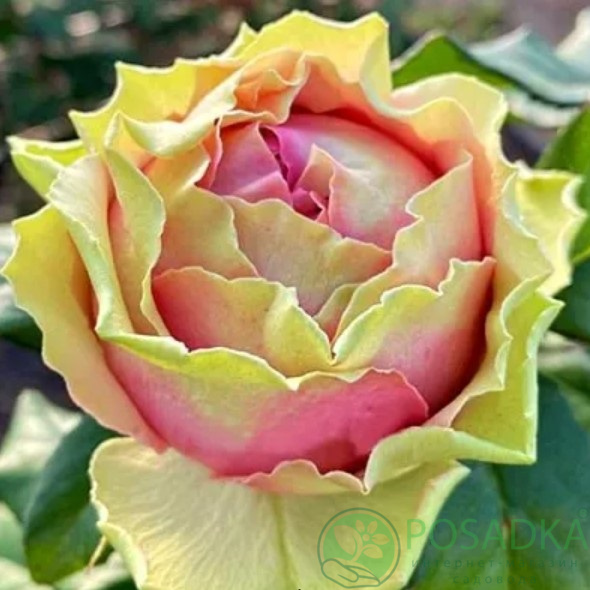 картинка Роза чайно-гибридная Питахайя 