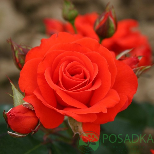 картинка Роза флорибунда Корус 