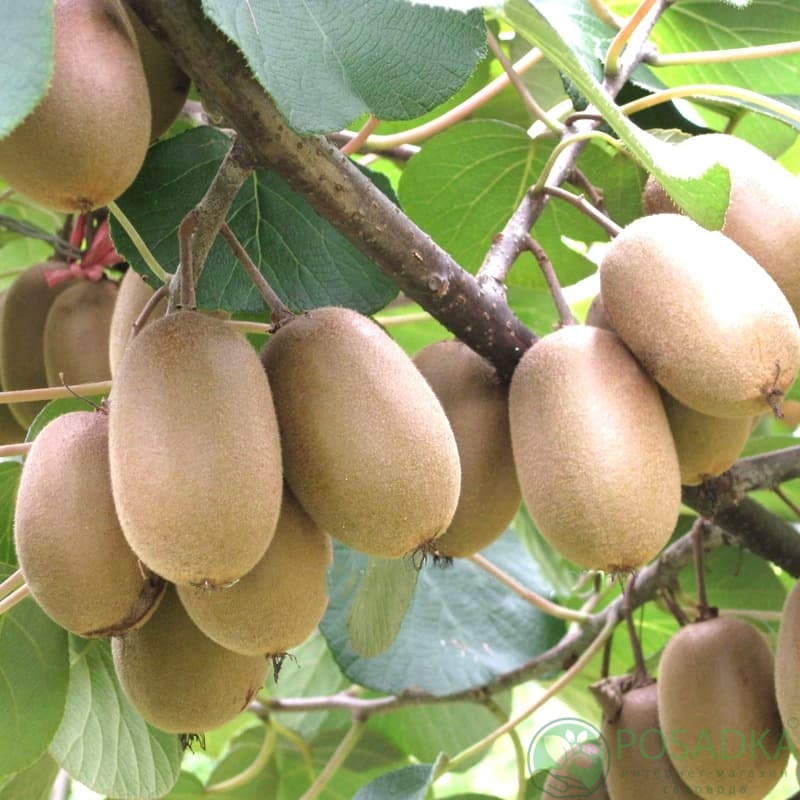 Ер адаммен алғаш рет жыныстық қатынас