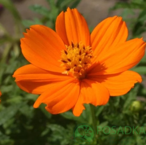 картинка Космея Оранжевая семена (0.5гр) 