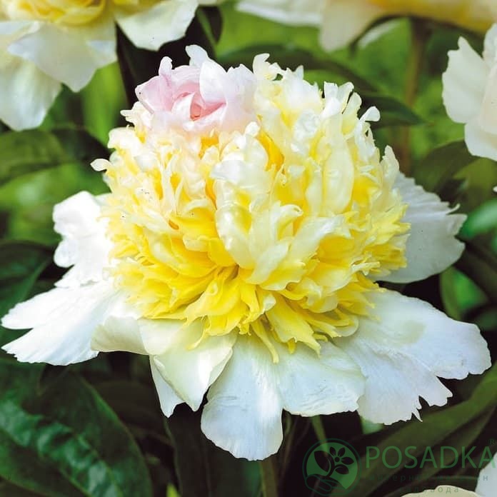 Догги стиліндегі фотосуреттер галереясы