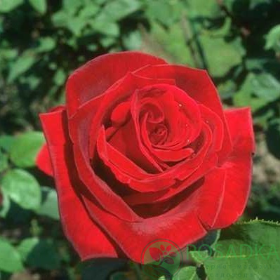 картинка Роза почвопокровная Ред Вильвет 