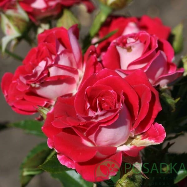 картинка Роза почвопокровная Руби Стар 