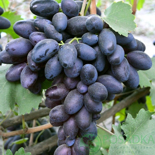 картинка Виноград вегетирующий Чёрный кристалл 