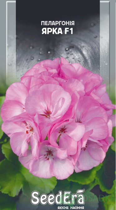 картинка Семена Пеларгония нежно-розовая Ярка F1, 5 шт, Seedera 