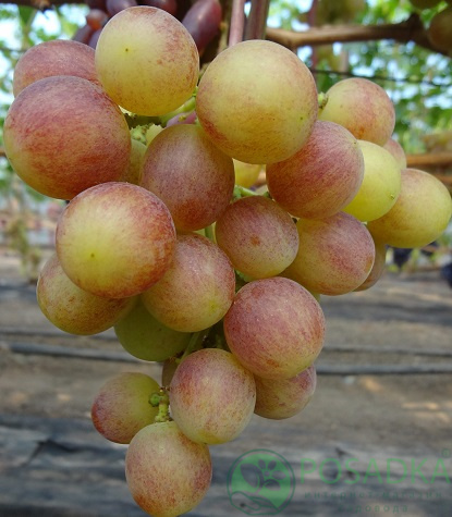 картинка Виноград вегетирующий Смешарики 