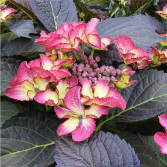 Гортензия крупнолистная Dark Angel (hydrangea macrophylla Dark