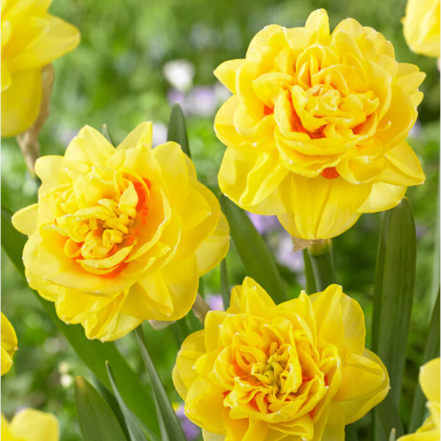 Narcissus - Narcissusスーパーウォッシュラインジャケット Нарцисс Sun Disc купить луковицу в Украине