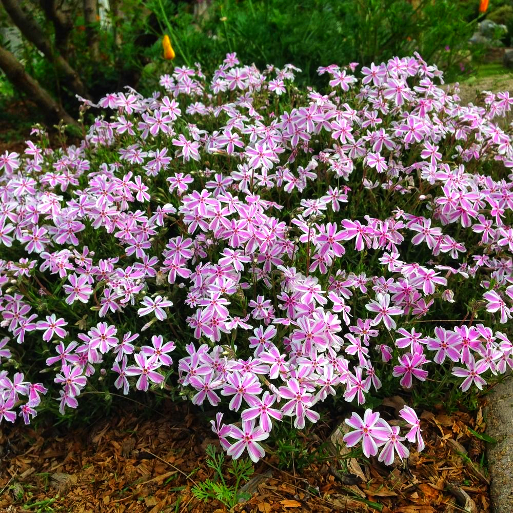 Флокс шиловидный Kimono Pink White купить в Украине