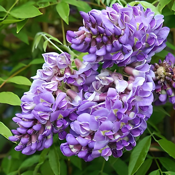 Глициния Лонгвуд Перпл (Wisteria Frutescens Longwood Purple