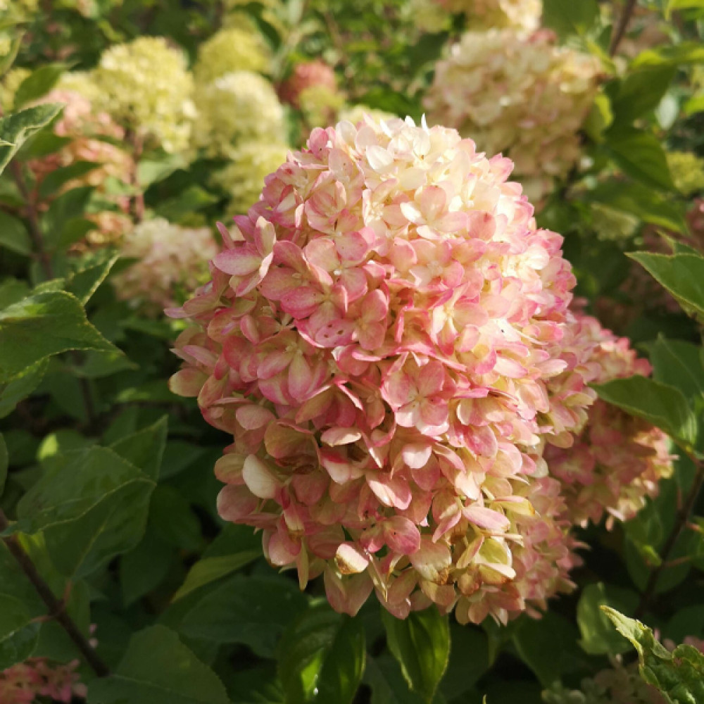 Гортензия метельчатая Пинкачу (Hydrangea paniculata Pinkachu
