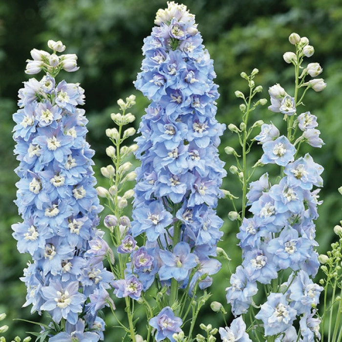 Дельфиниум Magic Fountains Mid Blue with White Bee купить в Украине