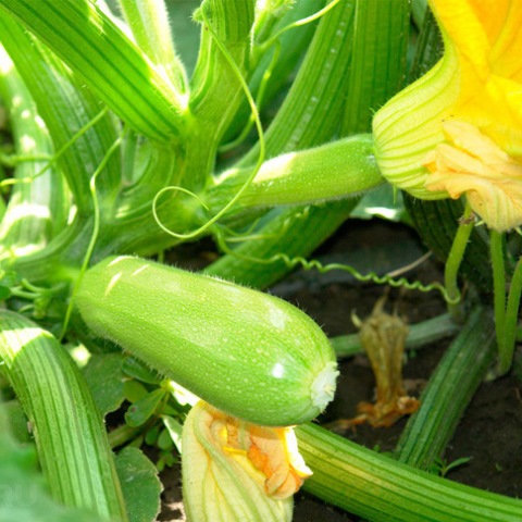 Кабачок Аспирант семена - купить в Украине