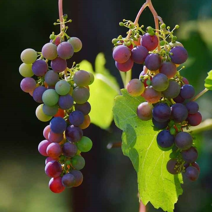 Выращиваем и ухаживаем за виноградом