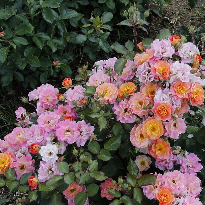 Кустовые розы: особенности выращивания