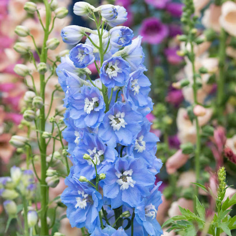 Дельфиниум Magic Fountains Mid Blue with White Bee купить в Украине