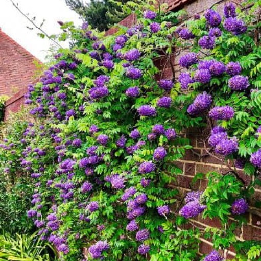 wisteria  Глициния Лонгвуд Перпл (Wisteria Frutescens Longwood Purple
