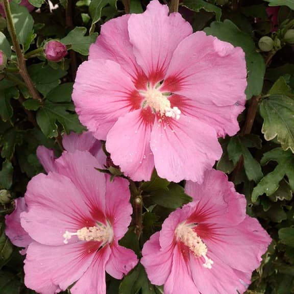 Гибискус сирийский Пинк Джаент (Hibiscus syriacus 'Pink Giant