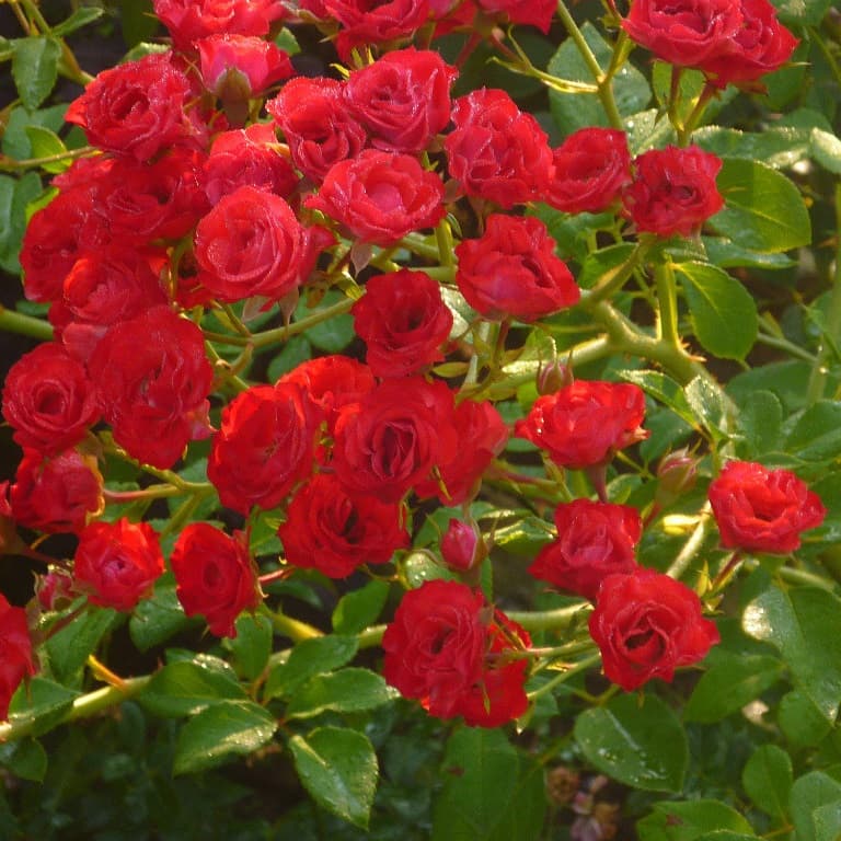 Почвопокровные розы - купить саженцы роз в Украине