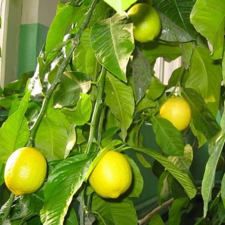 Сорт лимона Ташкентский: фото, отзывы, описание, характеристики.