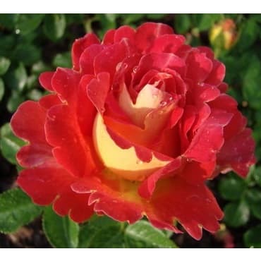 Роза декор Арлекин (decor Arlequin) – характеристика и описание сорта с фото и отзывы садоводов