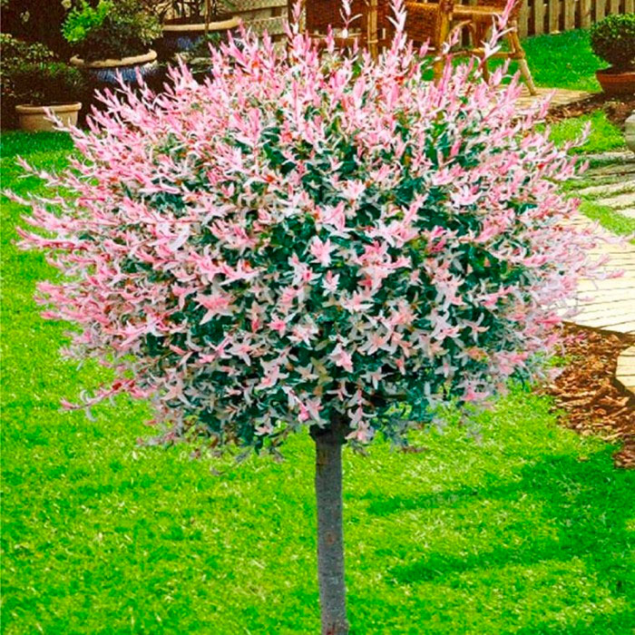 Ива цельнолистная Хакуро-нишики (Hakuro-nishiki) купить в Украине.