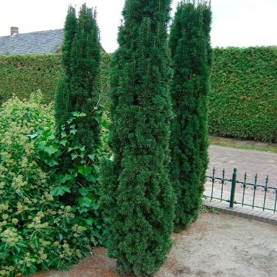 Ястноедегі сексуалды танысу