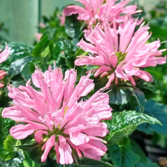 Монарда гибридная Пинк Фростинг (SUGAR BUZZ 'Pink Frosting
