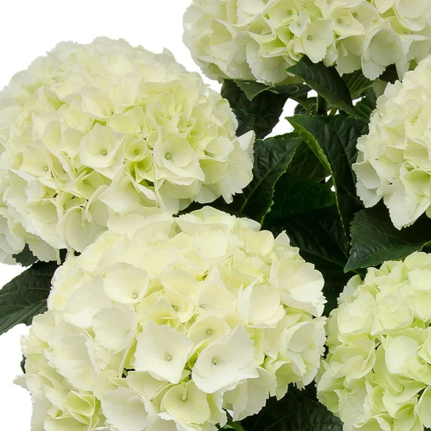 GARNET CROW　ミニクロ　Viento Blanco Гортензія крупнолиста Saxon Bright White (Саксон Брайт Вайт