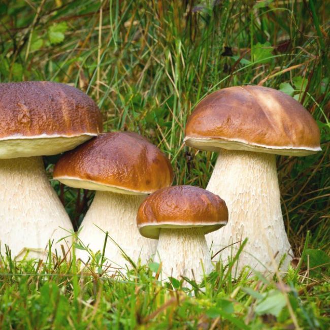 Мицелий грибов и их выращивание