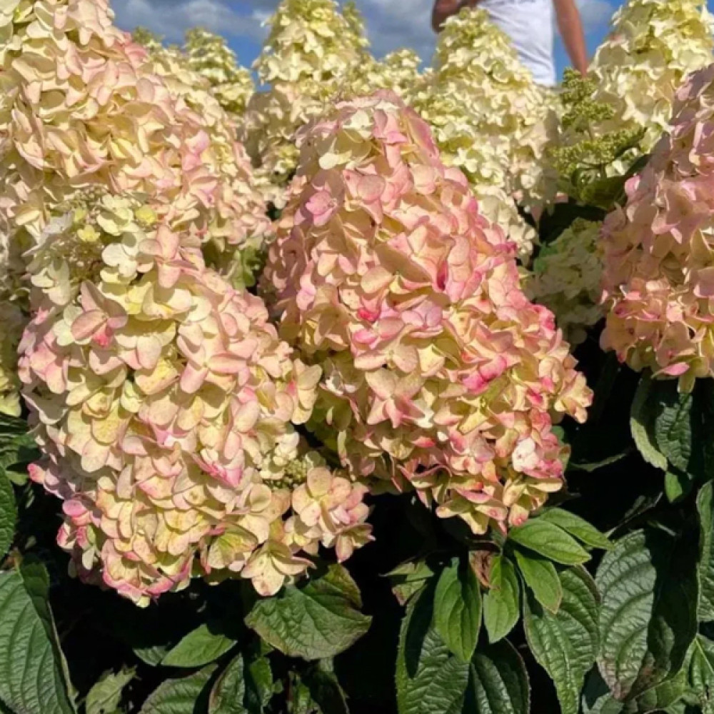 ぴーにゃ Гортензия метельчатая Пинкачу (Hydrangea paniculata Pinkachu