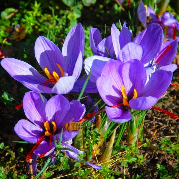 Крокус Sativus (Шафран) купить в Украине