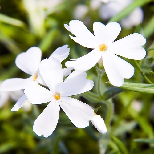 Флокс шилоподібний White Delight - купити за доступною ціною в
