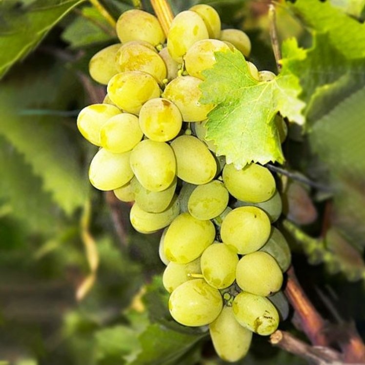 Морозостойкие (неукрывные) сорта винограда в Украине