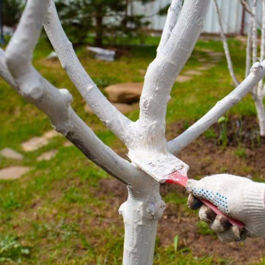 Осенняя обработка сада от вредителей и болезней: практические рекомендации