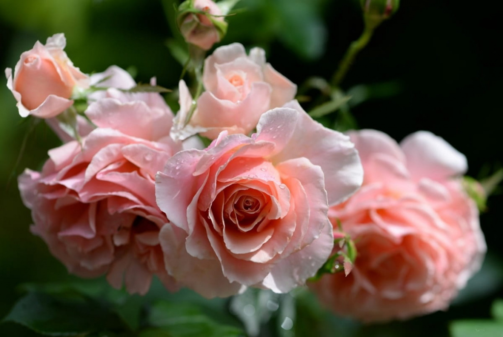 Кустовые розы: особенности выращивания