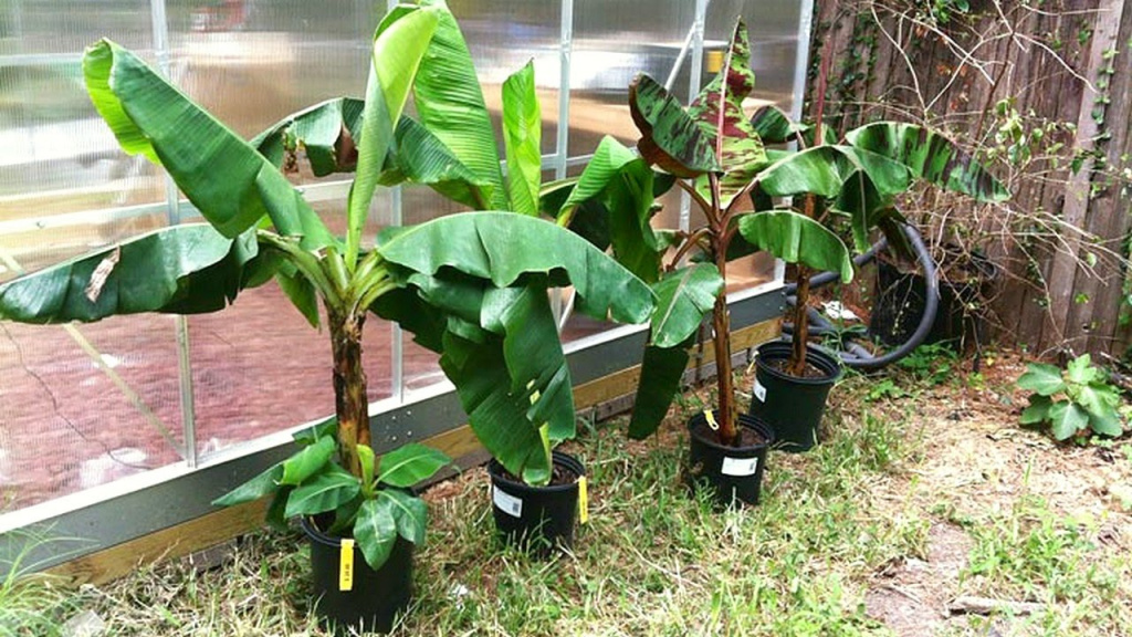 Банан - уход за домашним растением
