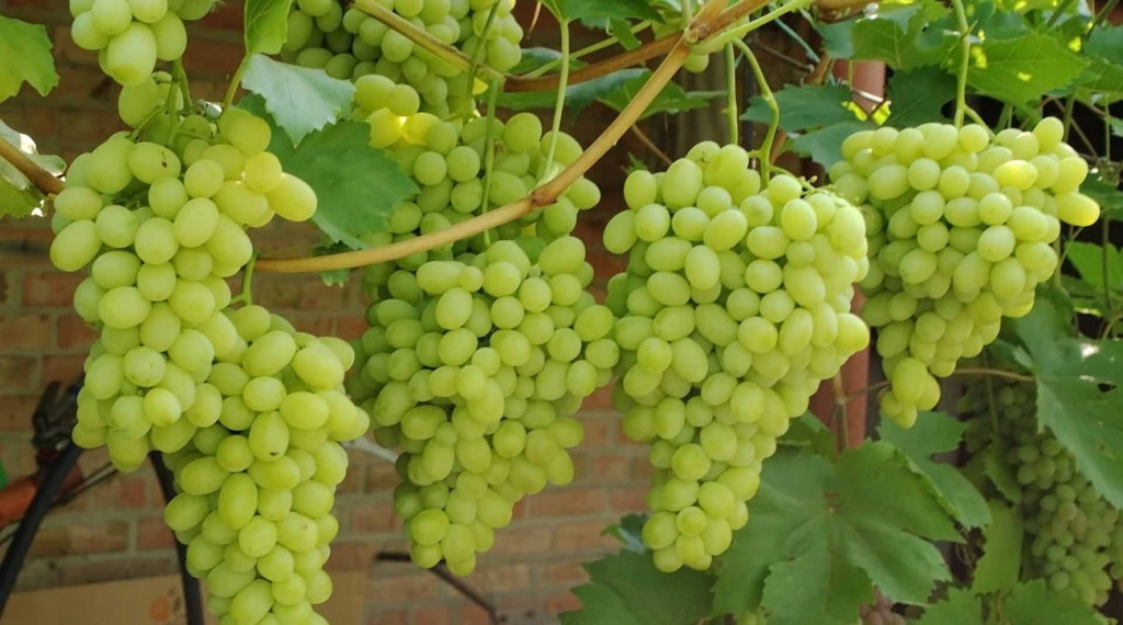 Правильно выращиваем виноград и ухаживаем за насаждениями